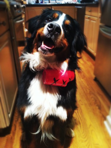 Wally, our wonderfully dopey Bernese Mountain Dog