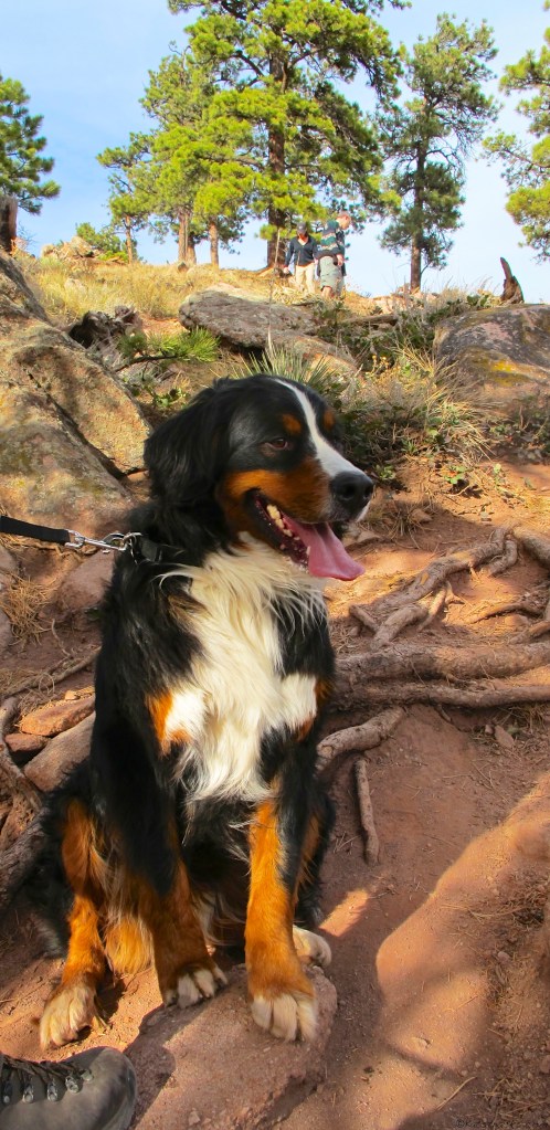 Our Bernese Mountain Dog. He is truly a wonderful mountain dog.