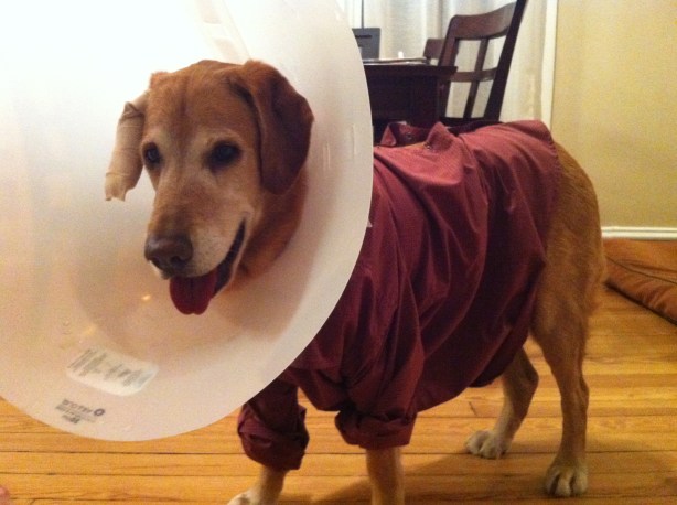 Cone for his ear, shirt to protect the surgical staples on his shoulder