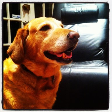 Tycho, our loving Lab-Retriever