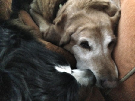 When Wally wasn't snuggling with me, he was snuggling with his big brother. Tyke was not impressed.