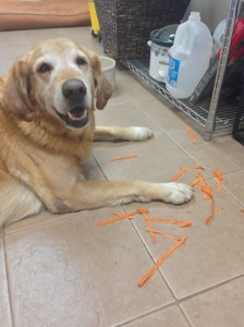 Super pleased with himself, but unsure why given he's not eating the food directly in front of him.