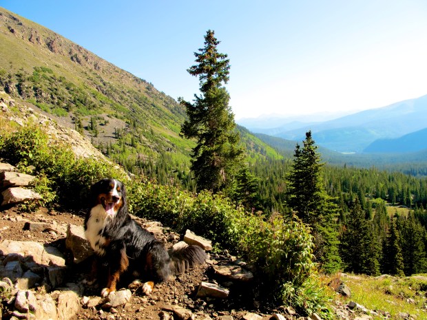 Wally the mountain dog. I'm not kidding when I say that three people thought he was a bear. These three people were clearly not from around bear country.