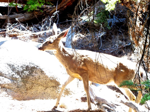 This little doe popped out of the woods just feet away from us. We saw tons of wildlife including deer (obviously), birds, and evidence of bears (including one that showed up in our camp later that night).
