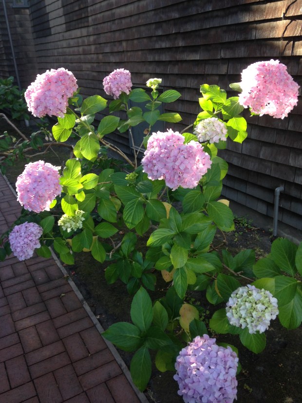 Hydrangeas catching the sun