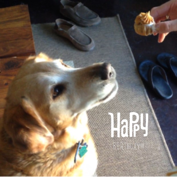 Our sweet old man waiting patiently for a pupcake