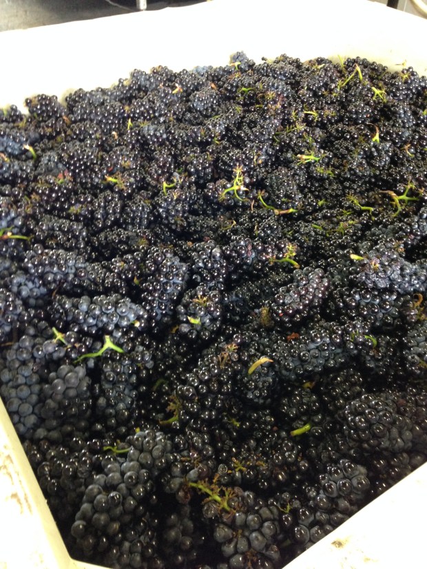 Pinot Grapes
