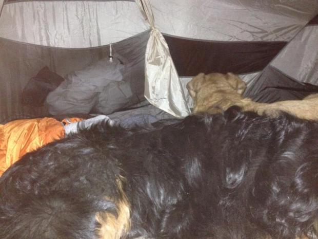 My dogs are the best. They made a fort to keep me warm. Tyke slept at my head and would occasionally press his soft lab ears against my head and Wally was a gigantic teddy bear who was my big spoon. Love those monsters.