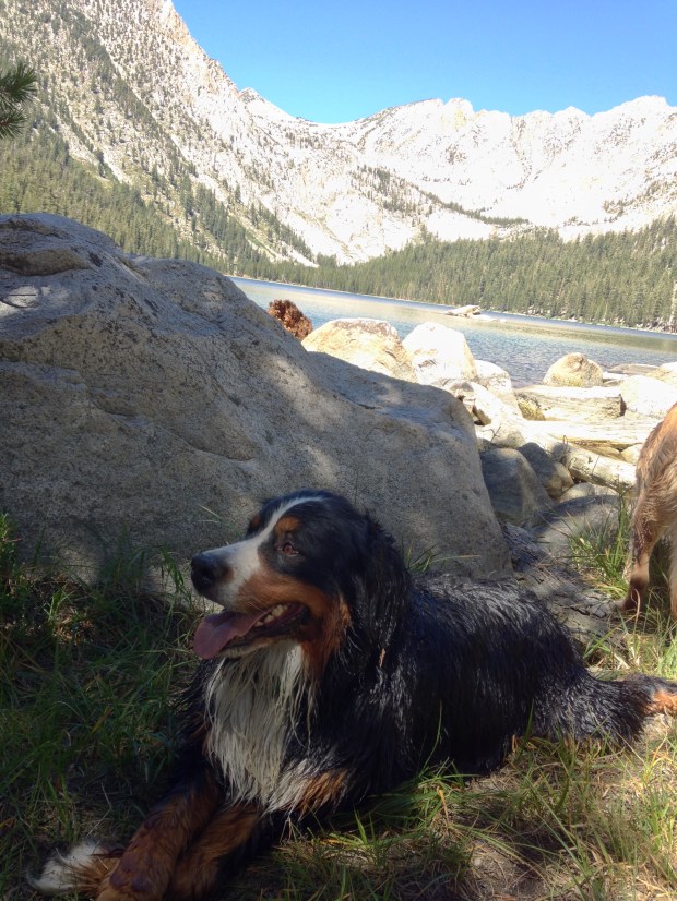 Wally resting in the shade after soaking his paws