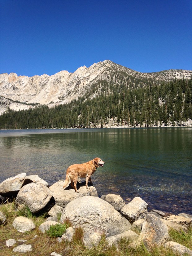 Our sweet old lab checking out the best place to jump in and cool off