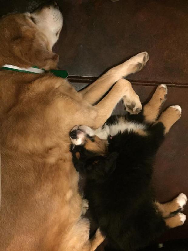 12647292_10104331310755378_2792661600813583083_n