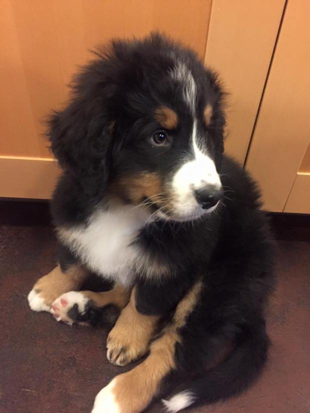 12688015_10104329041672638_9005833644266046494_n